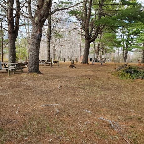 View of trees next to picnic tables at campsite